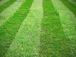 Lawn Care in Jenison MI